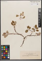 Foto von Salix reticulata L.